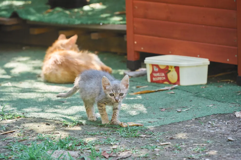 2026-06-12_kotor_kitten-and-cat_dsc06157.jpg