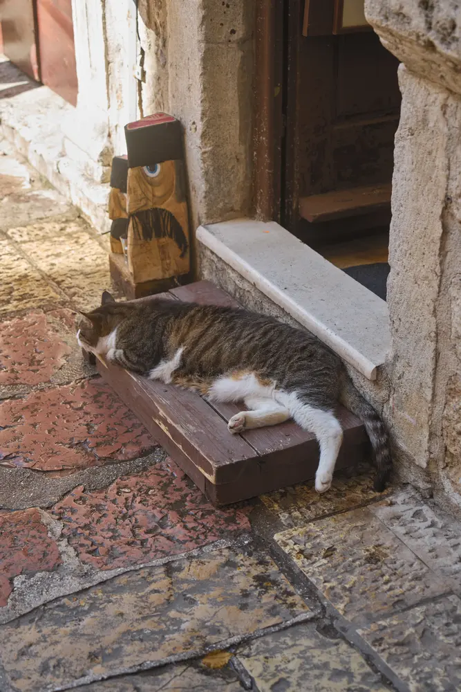 2026-06-12_kotor_cat-in-doorway_dsc05832.jpg