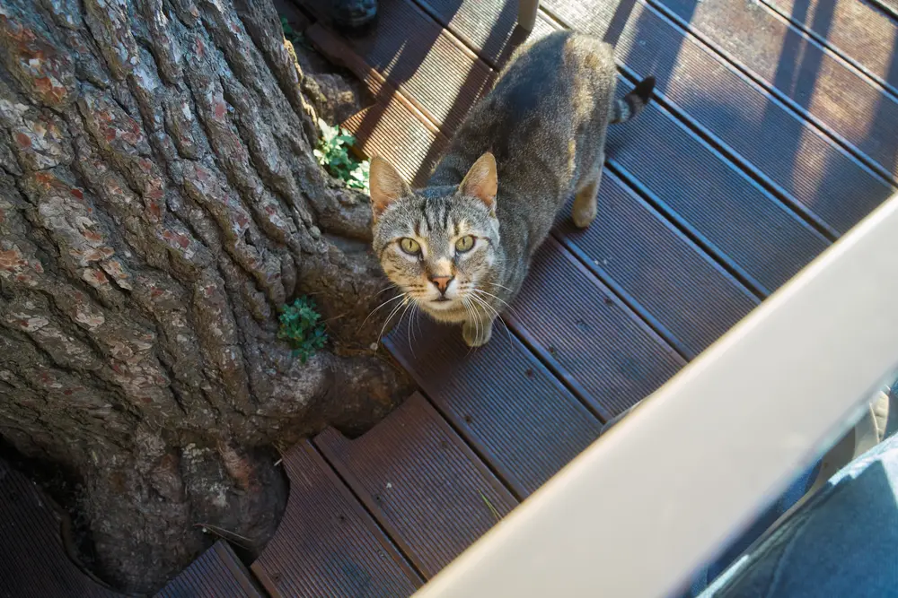 2026-06-13_korcula_cat-on-cafe-terrace_dsc06732.jpg