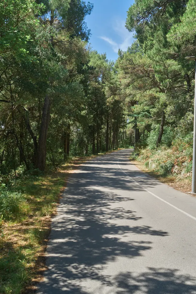 2026-06-14_korcula_pine-lined-road_dsc07058.jpg