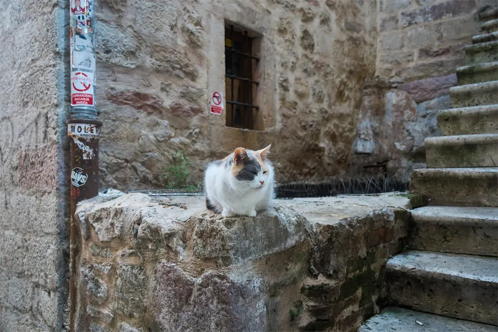 コトル旧市街の猫
