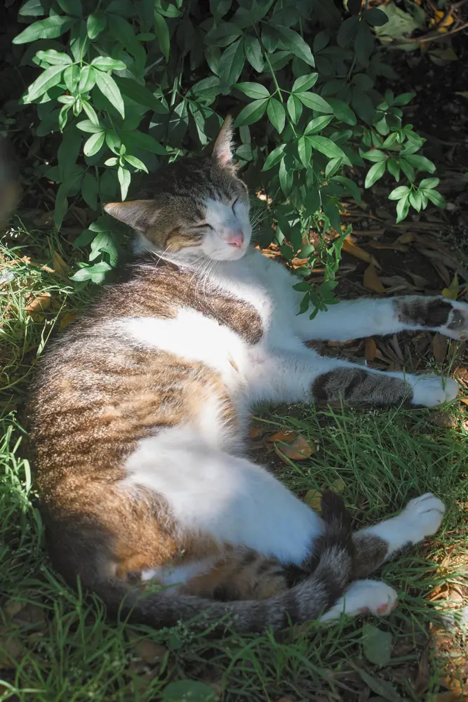 2026-06-12_kotor_cat-sleeping-in-grass_dsc06146.jpg