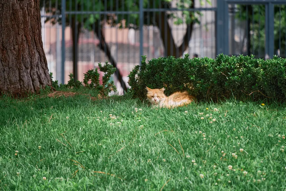 2026-06-09_istanbul_ginger-cat-on-lawn_dsc04737.jpg