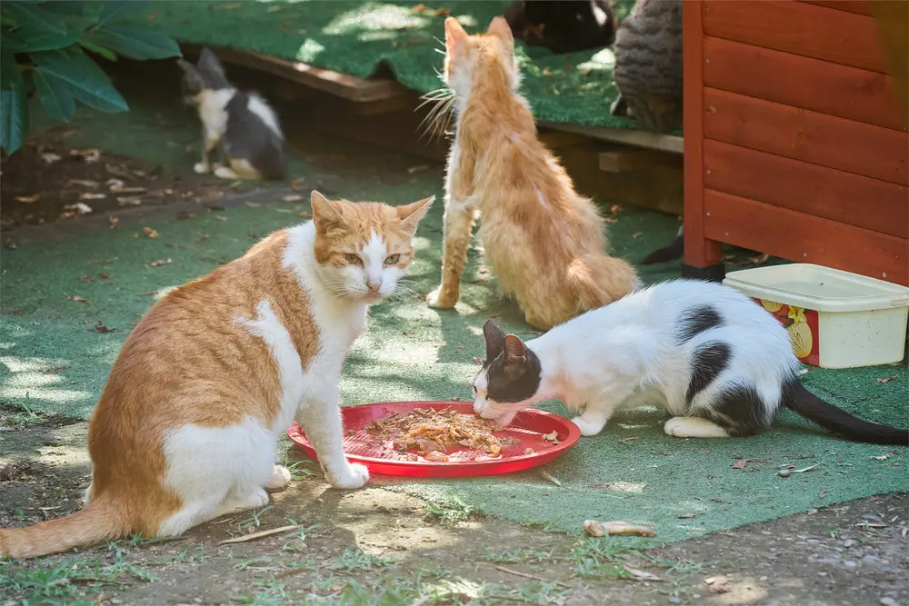 コトル旧市街の猫