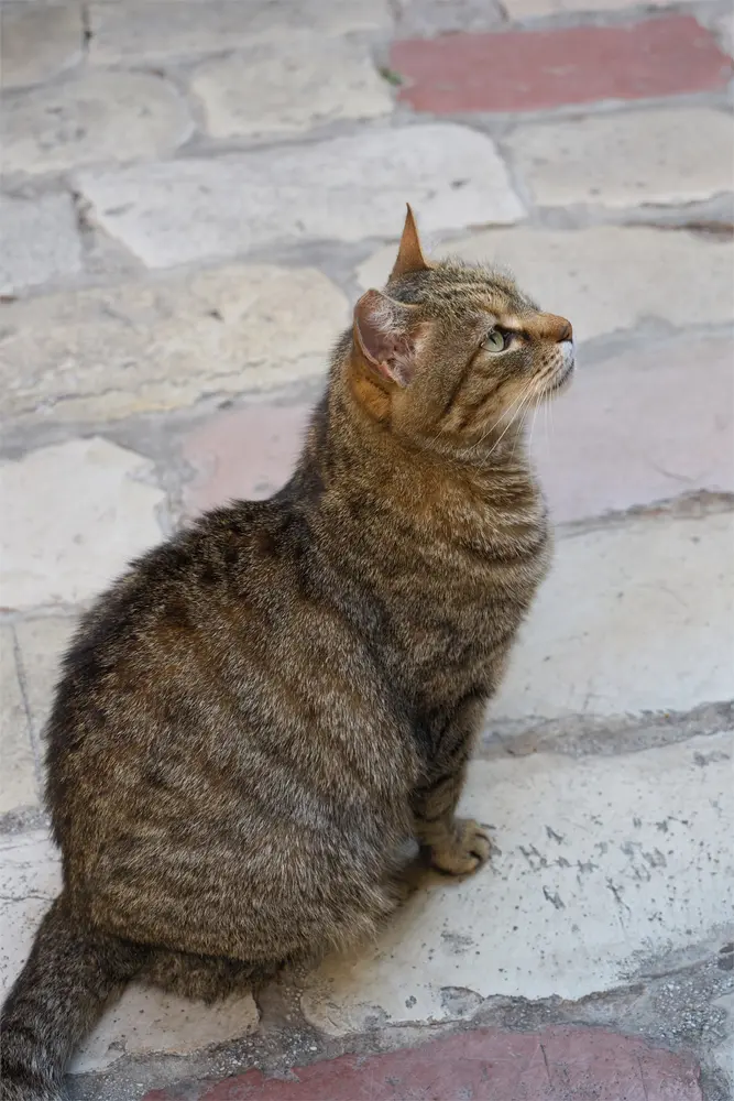 コトル旧市街の猫