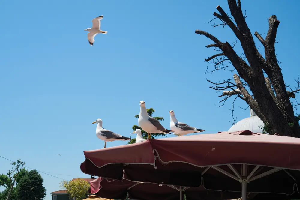 2026-06-07_istanbul_seagulls-on-cafe-umbrellas_dsc03789.jpg