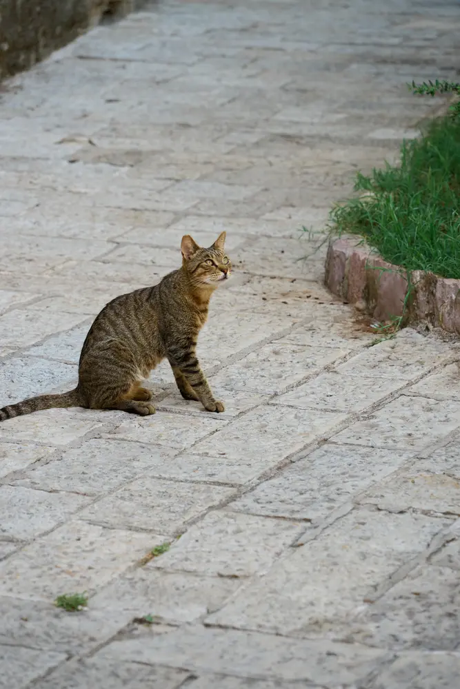2026-06-11_kotor_cat-on-paving-stones_dsc05546.jpg