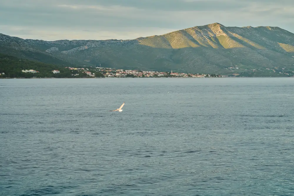 2026-06-14_korcula_gull-over-calm-sea_dsc07197.jpg