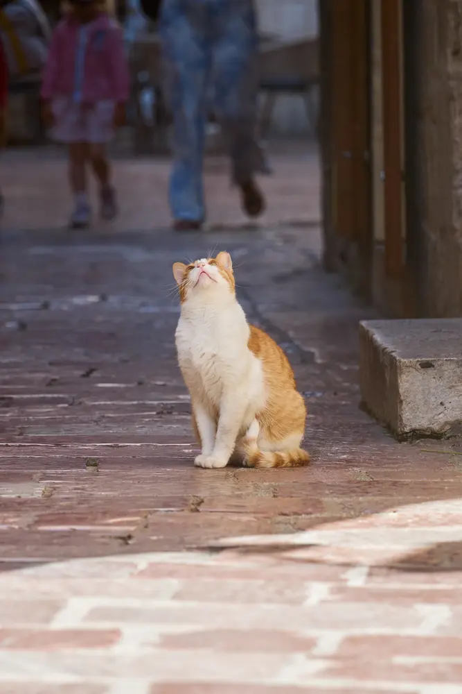 2026-06-12_kotor_cat-on-square-paving_dsc05839.jpg