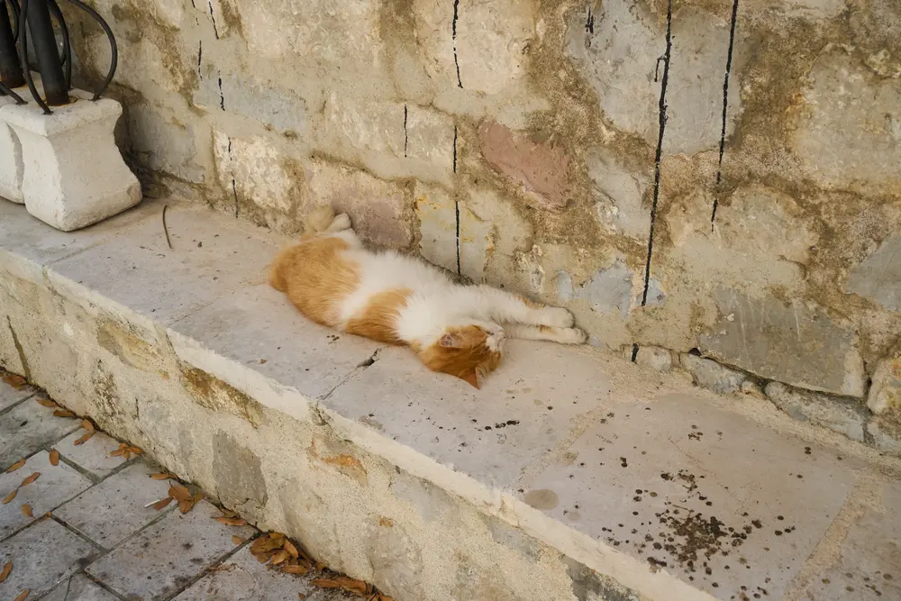 2026-06-11_kotor_cat-on-stone-ledge_dsc05539.jpg