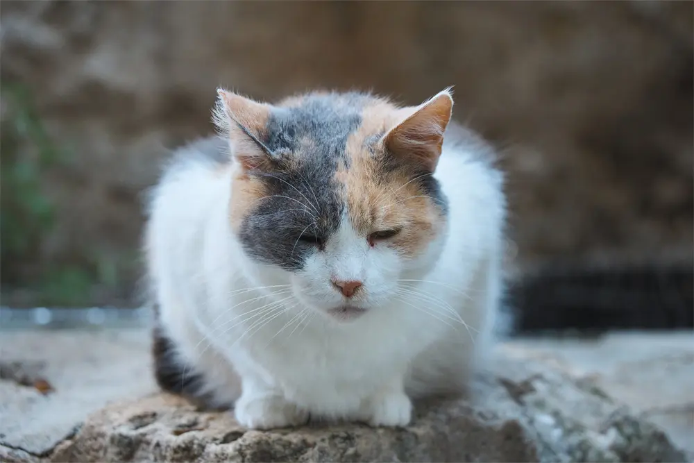 コトル旧市街の猫