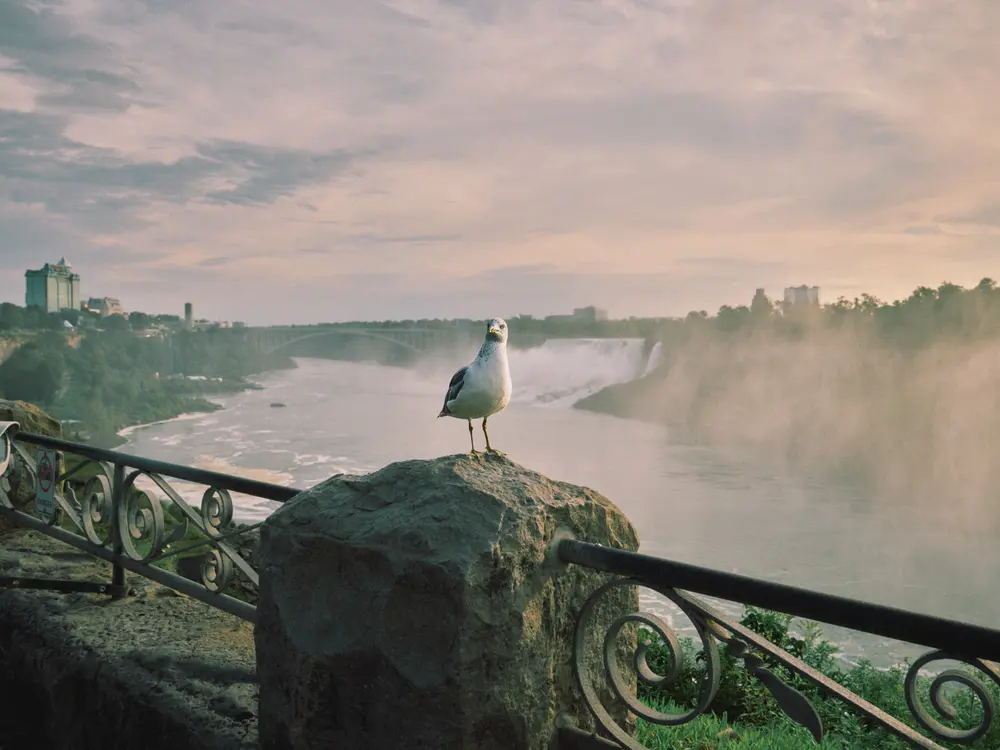 白い鳥の岸辺