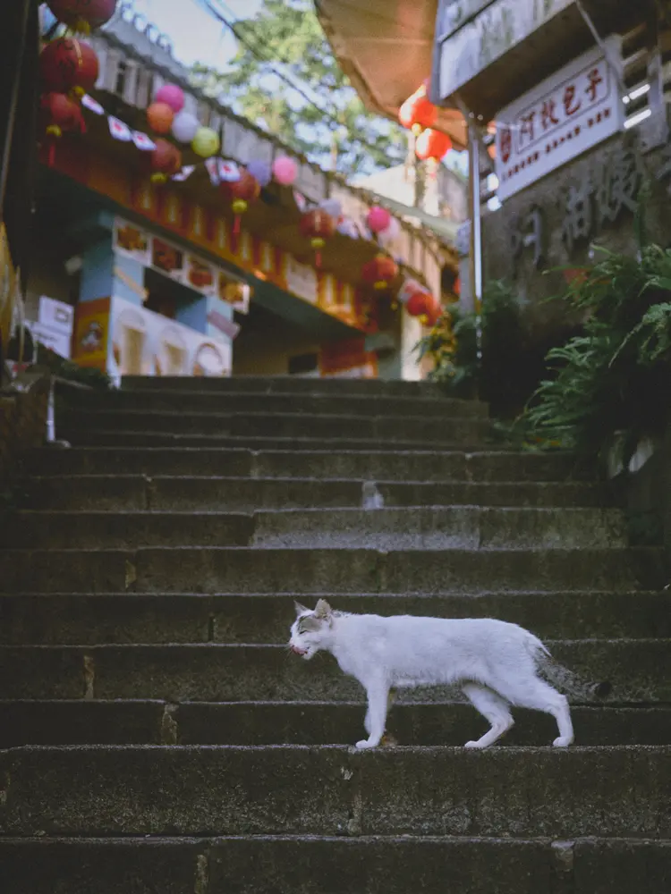 猫の階段