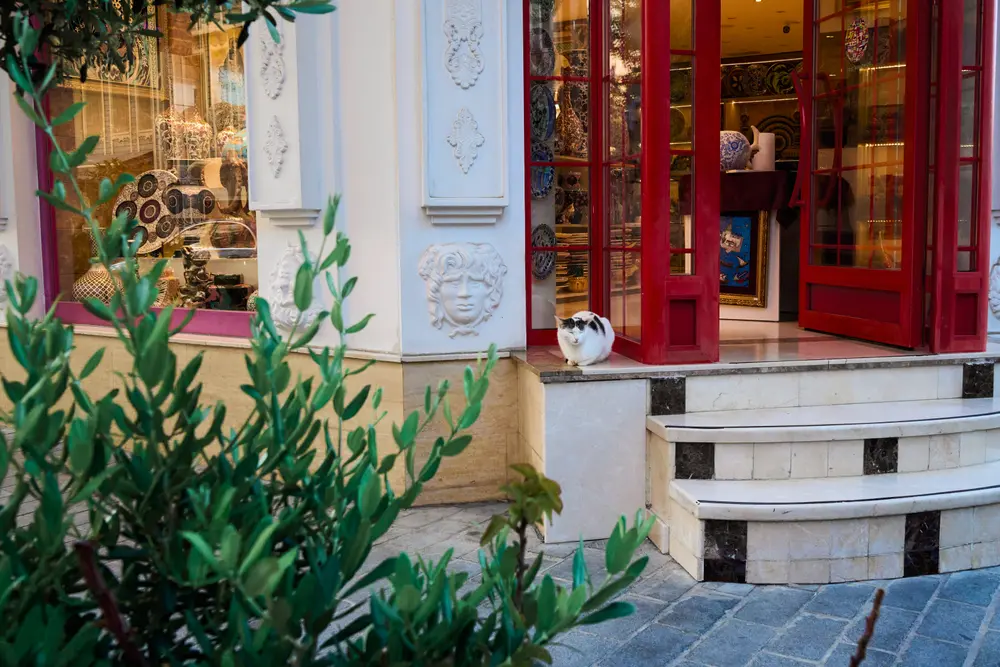 2026-06-08_istanbul_cat-on-shop-steps_dsc04515.jpg
