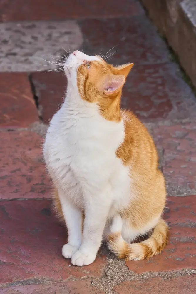 石畳の見張り猫