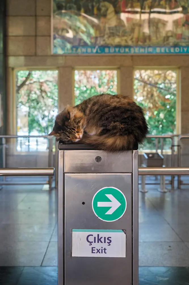 2026-06-08_istanbul_cat-asleep-on-turnstile_dsc04368.jpg