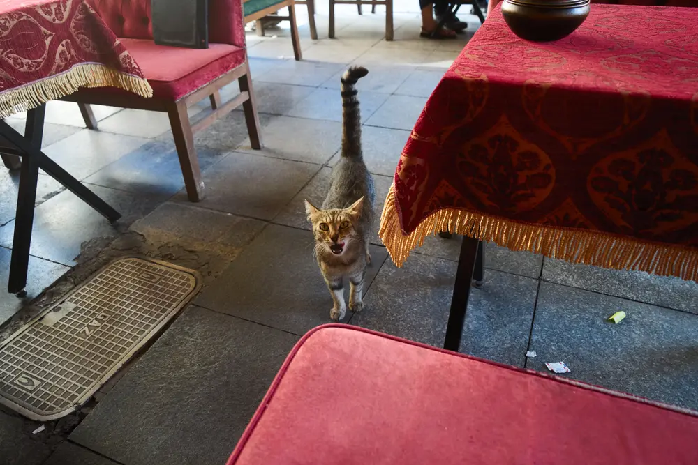 2026-06-06_istanbul_cat-under-cafe-table_dsc03195.jpg